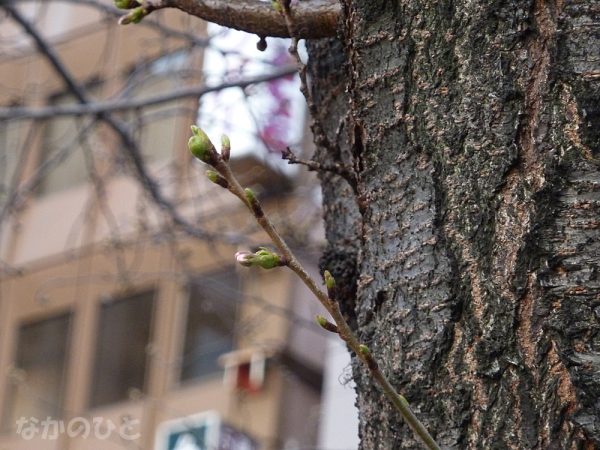 2011年3月25日（金）の中野の桜