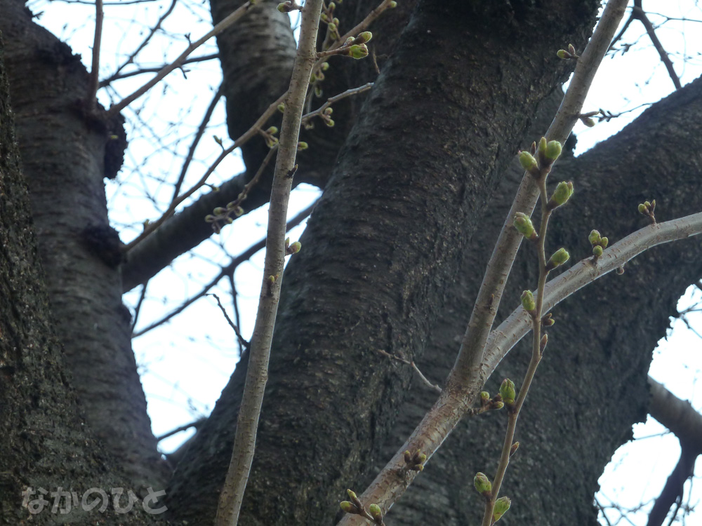 2011年3月29日（火）の中野の桜