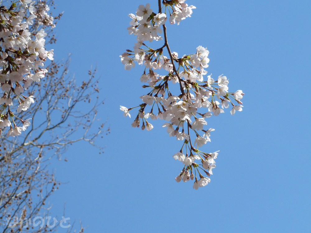 2011年4月4日（月）の中野の桜