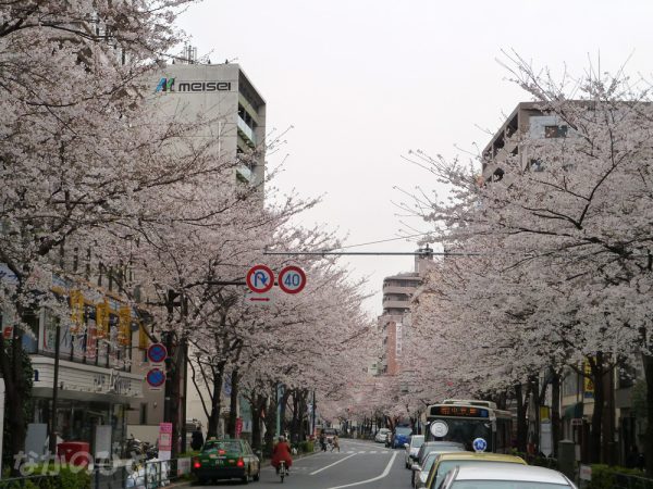 2011年4月7日（木）の中野の桜